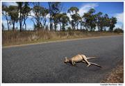Wildlife Kangaroo-roadkill